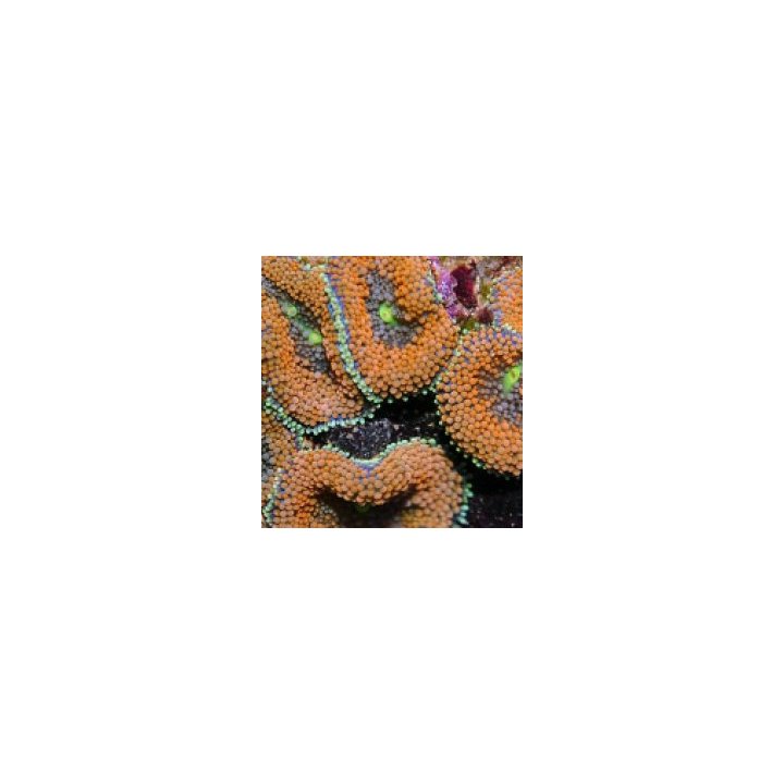 Ricordea florida (Orange-Red) (Grade A) | mushroom coral | …