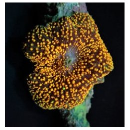Discosoma spp. (Striped) (per ear) | mushroom coral | Akvaa…
