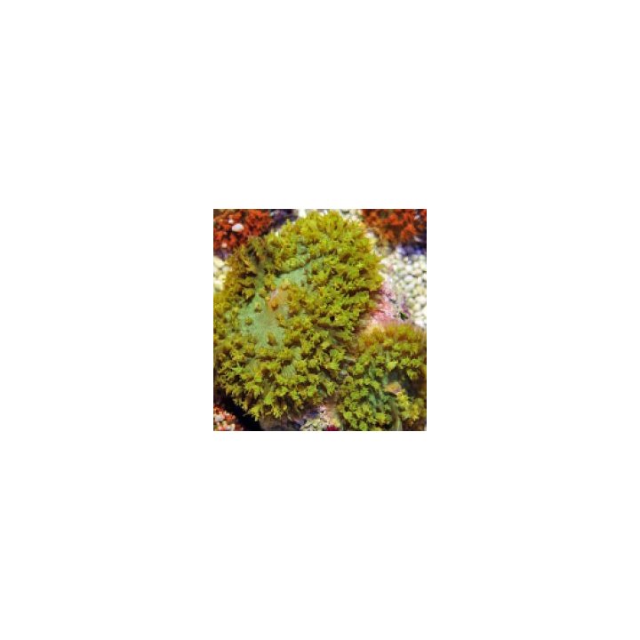 Rhodactis osculifera (Green) | mushroom coral | Akvaariokei…