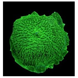 Amplexidiscus fenestrafer (Green) | mushroom coral | Akvaar…