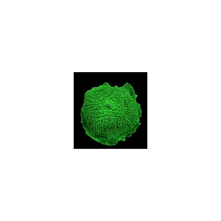 Amplexidiscus fenestrafer (Green) | mushroom coral | Akvaar…