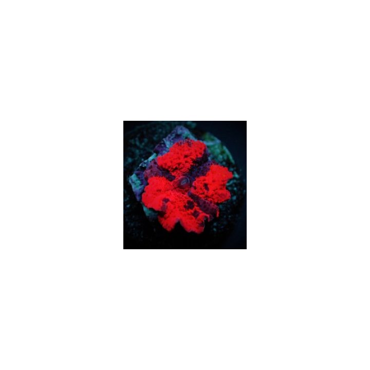 Discosoma spp. (Deadpool) (per ear) | mushroom coral | Akva…