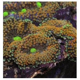 Ricordea florida (Rainbow) (Grade A) | mushroom coral | Akv…