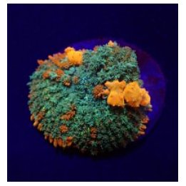 Rhodactis spp. (Bounce Orange-Red) (per ear) | mushroom cor…