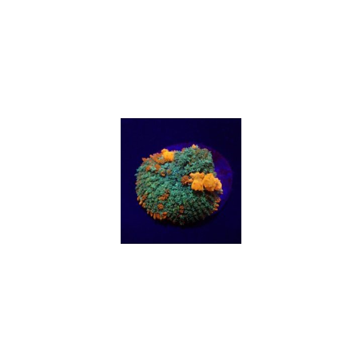 Rhodactis spp. (Bounce Orange-Red) (per ear) | mushroom cor…