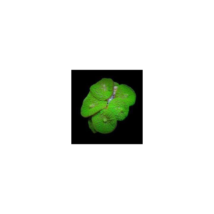 Rhodactis inchoata (Green) (Grade A) (per ear) | levyvuokko…