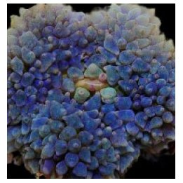Rhodactis osculifera (Red) (per ear) | mushroom coral | Akv…