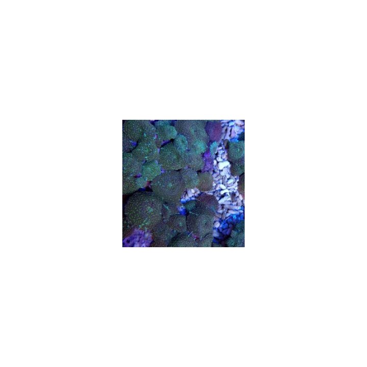 Discosoma spp. (Spotted) (Grade A) | mushroom coral | Akvaa…