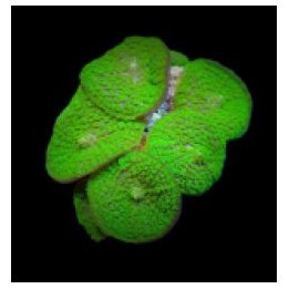 Rhodactis inchoata (Green) (Grade A) | mushroom coral | Akv…