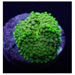 Ricordea florida (Rainbow) (per ear) | mushroom coral | Akv…