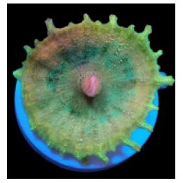 Discosoma neglecta (Premium) (per ear) | levyvuokko | Akvaa…