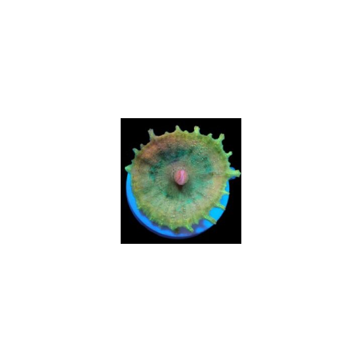 Discosoma neglecta (Premium) (per ear) | levyvuokko | Akvaa…