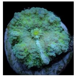 Ricordea yuma (Green) (per ear) | levyvuokko | Akvaariokeid…