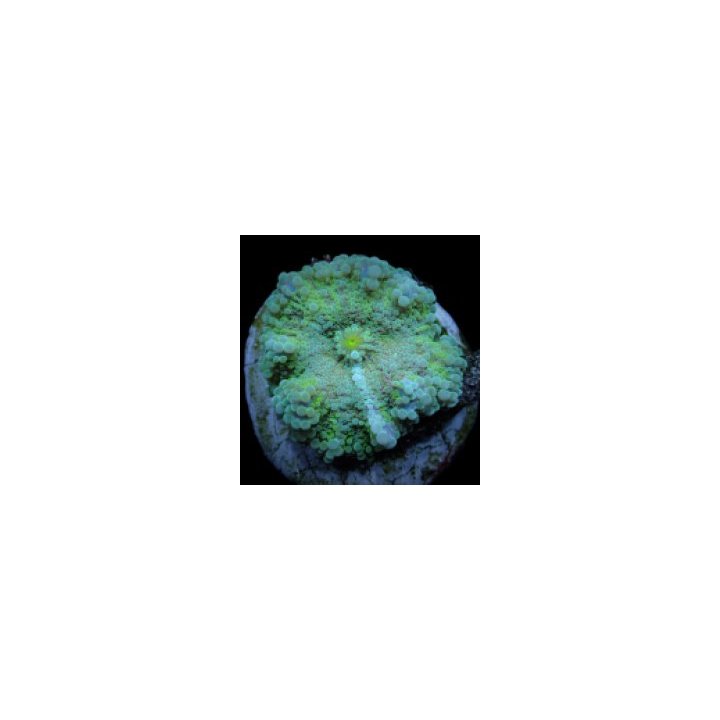 Ricordea yuma (Green) (per ear) | levyvuokko | Akvaariokeid…