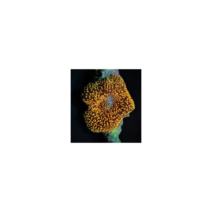 Discosoma spp. (Blue) (per ear) | mushroom coral | Akvaario…