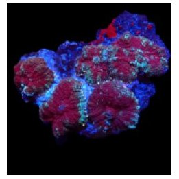 Rhodactis inchoata (Grade A) (per ear) | mushroom coral | A…