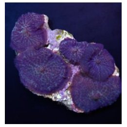 Rhodactis inchoata (Blue) (per ear) | mushroom coral | Akva…