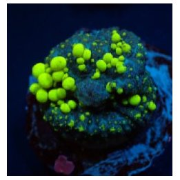 Rhodactis spp. (Bounce Yellow-Green) (per ear) | mushroom c…