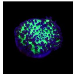 Rhodactis indosinensis (Blue) (per ear) | mushroom coral | …