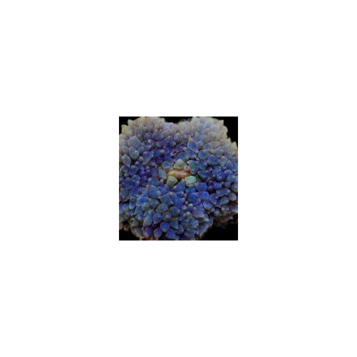 Rhodactis osculifera (Ultra) (per ear) | mushroom coral | A…