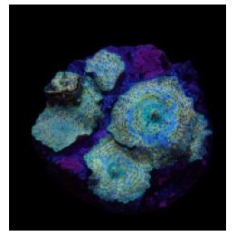 Discosoma spp. (Spotted) (Grade A) (per ear) | mushroom cor…
