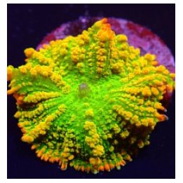 Rhodactis inchoata (Tequila Sunrise) (per ear) | mushroom c…