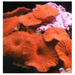 Discosoma spp. (Red) (Grade A) (per ear) | mushroom coral |…