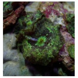 Discosoma marmoratus (per ear) | mushroom coral | Akvaariok…