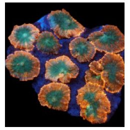 Rhodactis inchoata (Orange) (Premium) (per ear) | mushroom …