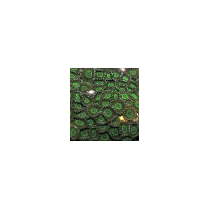 Zoanthus spp. (Green tip) | nappikoralli (Zoanthus) | Akvaa…