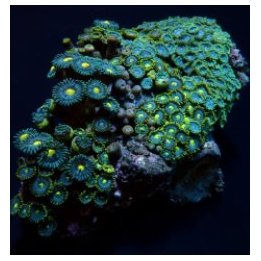 Zoanthus spp. (Blue) (Caribbean) | nappikoralli (Zoanthus) …