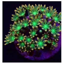Clavularia spp. (Orange) (Striped) | nappikoralli (Zoanthus…