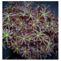 Knopia octocontacanalis | nappikoralli (Zoanthus) | Akvaari…