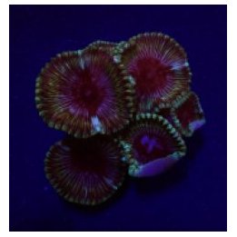 Palythoa grandis | nappikoralli (Zoanthus) | Akvaariokeidas