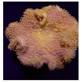 Sarcophyton spp. (Yellow) (Fiji-Tonga) | soft coral | Akvaa…