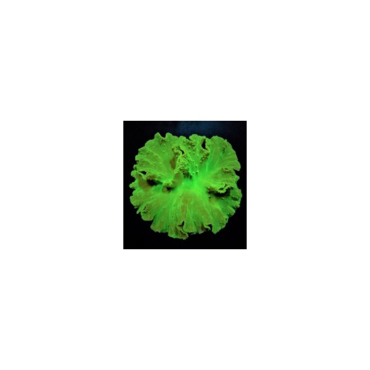 Sinularia dura (Green) | soft coral | Akvaariokeidas