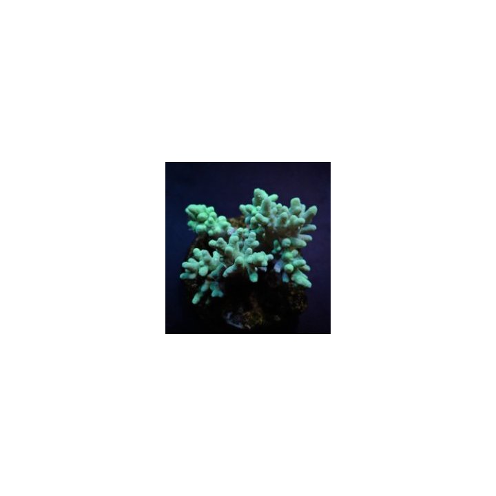 Sinularia spp. (Yellow-Green) | soft coral | Akvaariokeidas
