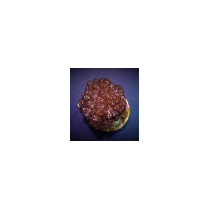 Cladiella spp. (O3 Broccoli) | soft coral | Akvaariokeidas