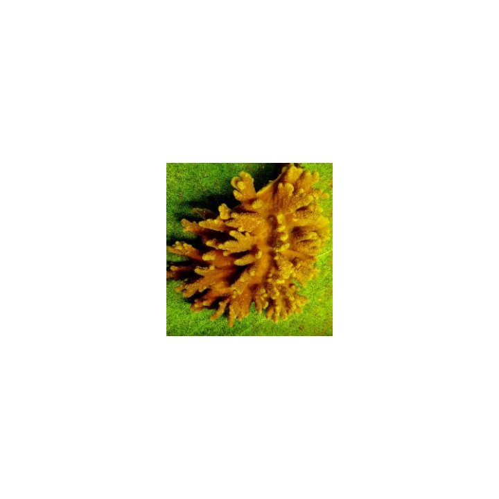 Sinularia brassica | pehmytkoralli | Akvaariokeidas