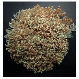 Anthelia desjardiniana | soft coral | Akvaariokeidas