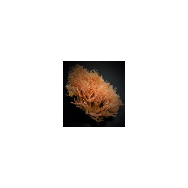 Anthelia glauca | pehmytkoralli | Akvaariokeidas