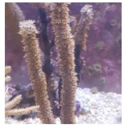 Eunicae spp. | gorgonian | Akvaariokeidas
