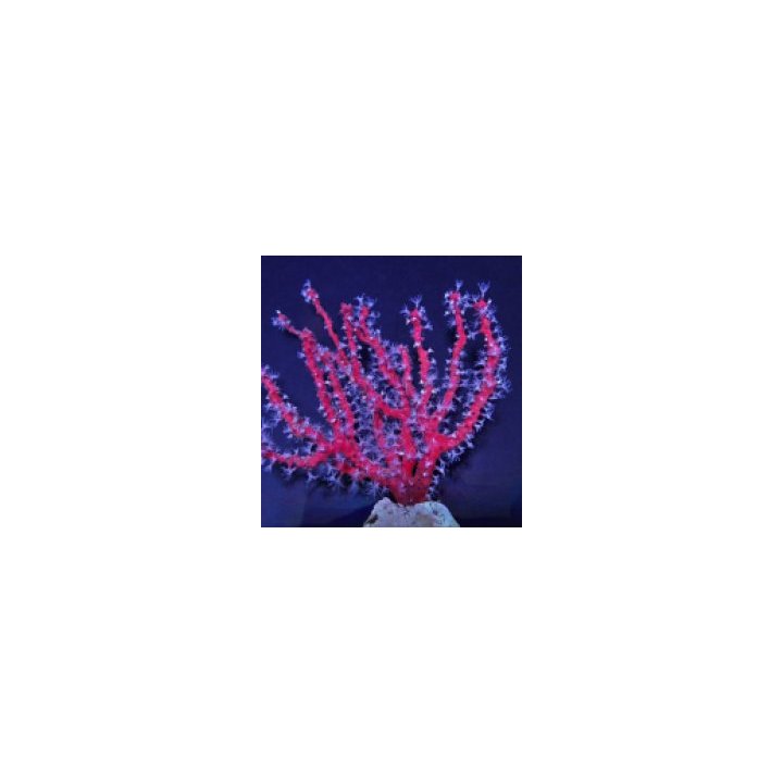 Diodogorgia nodulifera | gorgoni | Akvaariokeidas