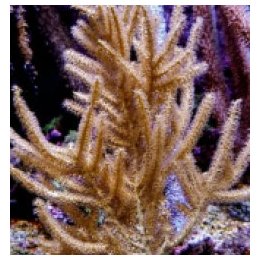 Rumphella spp. | gorgoni | Akvaariokeidas