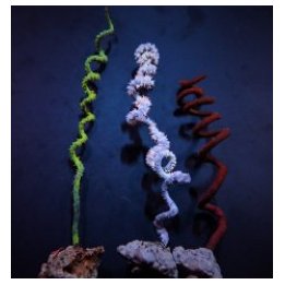 Cirrhipathes spp. | gorgoni | Akvaariokeidas