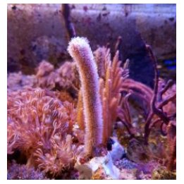 Muricea elongata | gorgonian | Akvaariokeidas