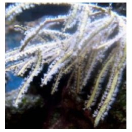 Pterogorgia spp. | gorgoni | Akvaariokeidas