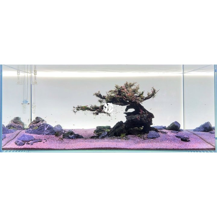 Diversa Backlight White -taustavalo | Akvaariokeidas