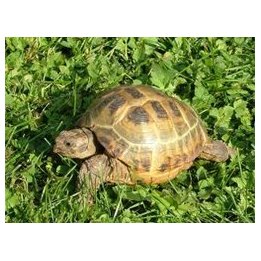 Agrionemys horsfieldii Central Asia Tortoise, Testudo horsfieldii
