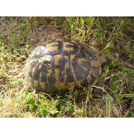 The Hermann's tortoise Testudo hermanni boettgeri